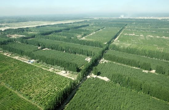 新疆阿克苏林果生产基地(来源:中国绿色时报).webp 新疆阿克苏林果生产基地(来源:中国绿色时报).webp